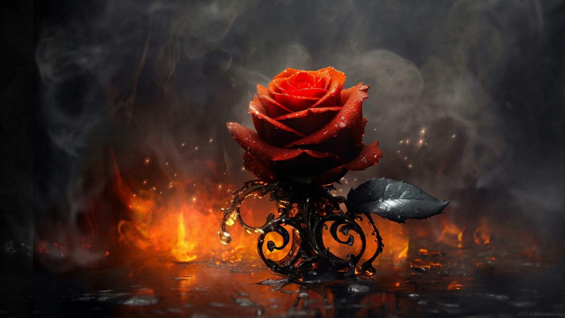 burning-rose