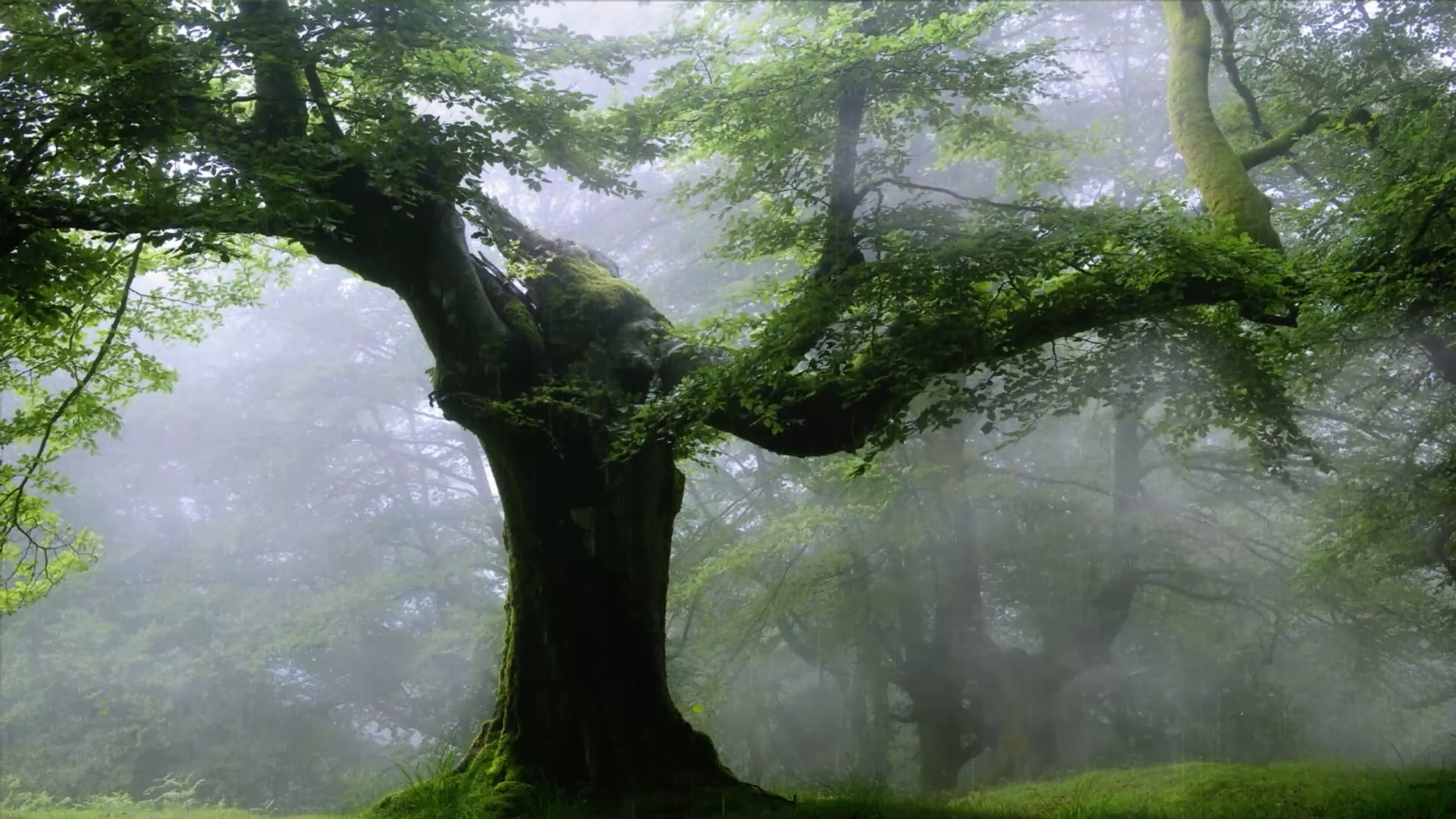mazandaran-tree