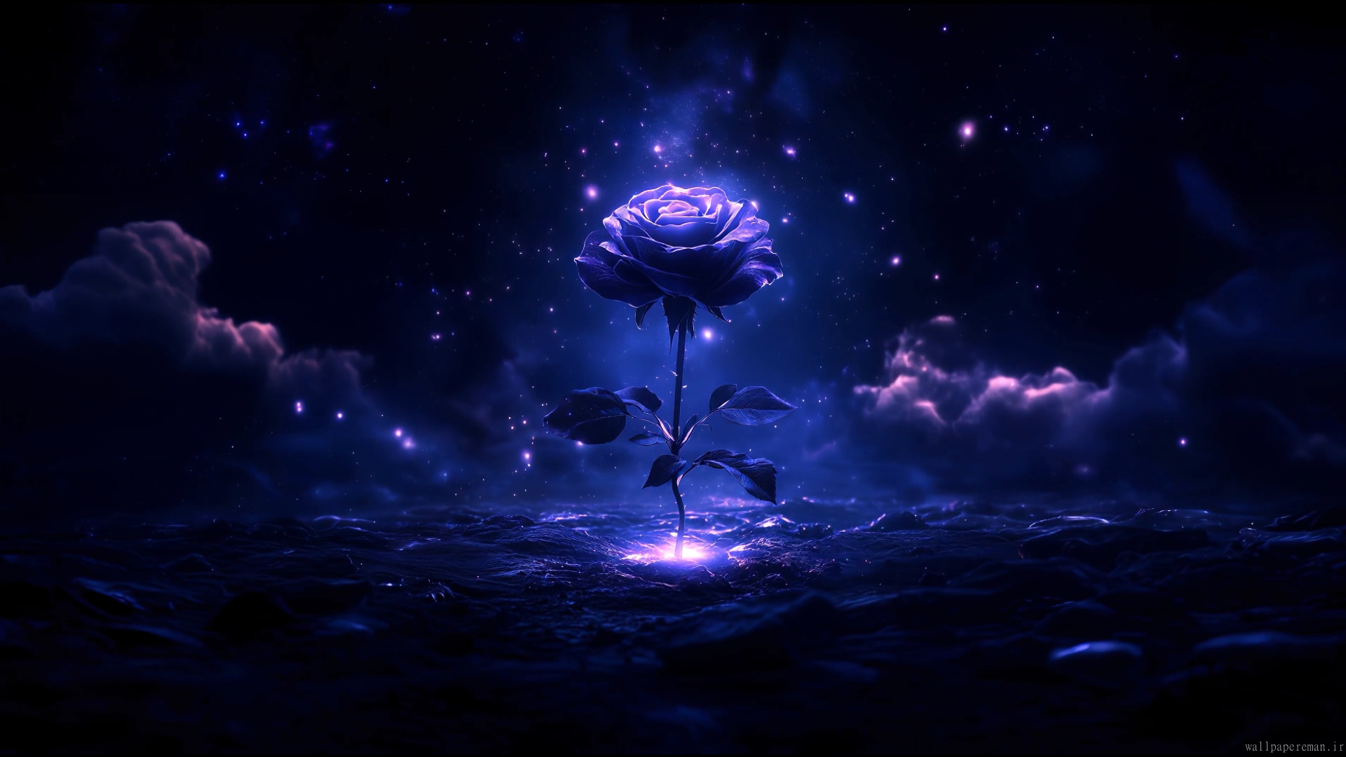 purple-rose-4k